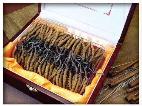 宁蒗冬虫夏草回收